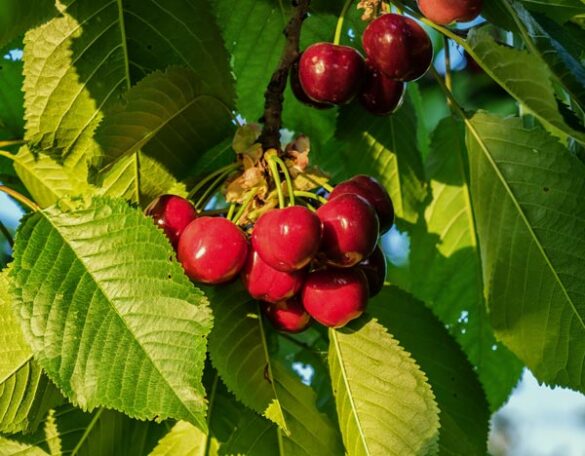 cerises label rouge